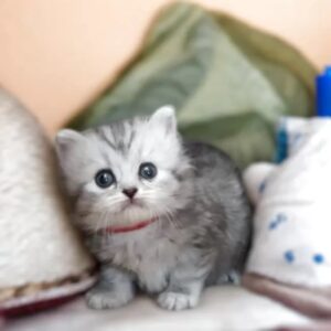 🐈ペット可賃貸 8階建 / 6階